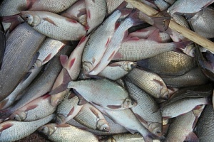 Правительство Югры поддерживает в регионе развитие промысловой добычи водных биологических ресурсов и глубокой переработки рыбы 